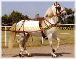 Clicca per ingrandire Finimento da carrozza gold singolo